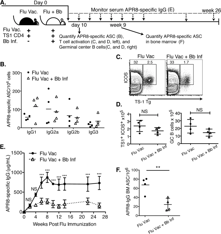 Infection with <i>B</i>. <i>burgdorferi</i> suppresses the generation of protective IgG responses to influenza vaccination.