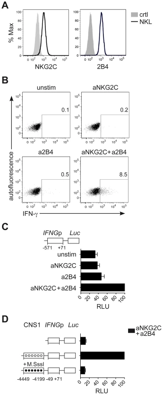 CNS1 accessibility regulates <i>IFNG</i> transcriptional activity induced by NKG2C engagement.