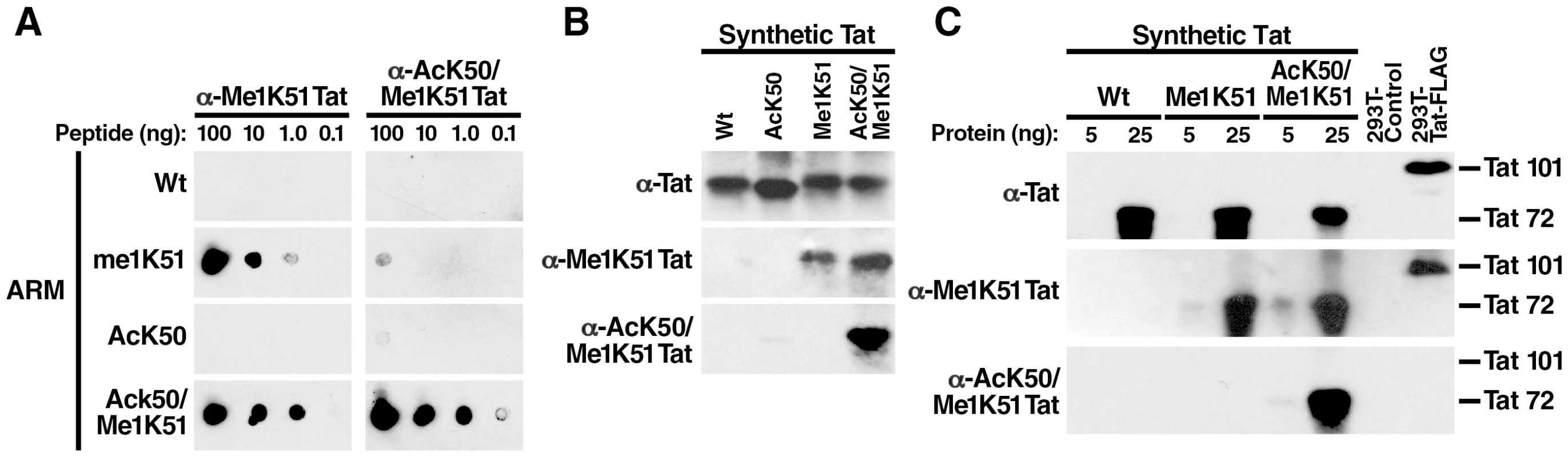 No detection of cellular acetylated/methylated Tat by newly generated Tat antibodies.