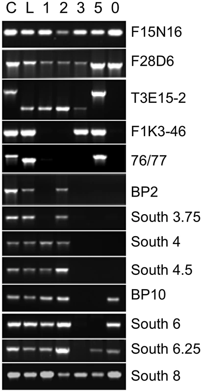 Localization of <i>bp</i> allele breakpoints by PCR.