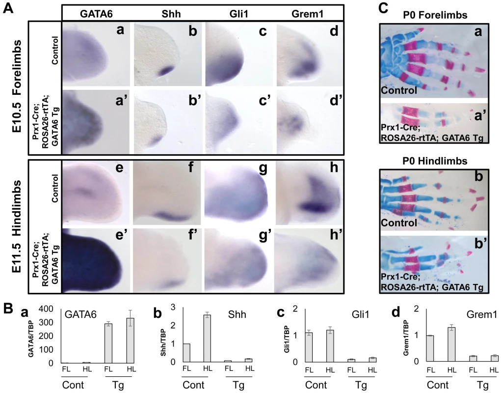 Transient forced expression of GATA6 throughout the developing limb bud represses induction of Shh, Gli1, and Grem1, and results in loss of digits.