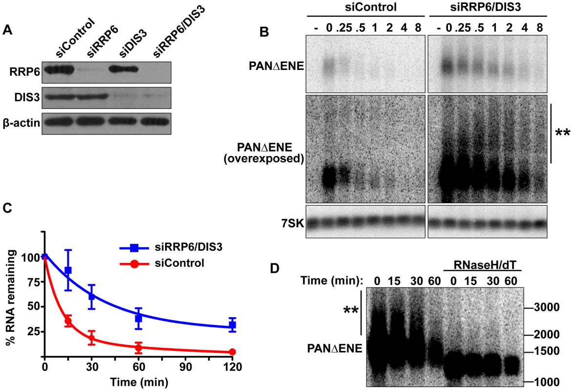 PANΔENE is stabilized and hyperadenylated upon exosome depletion.