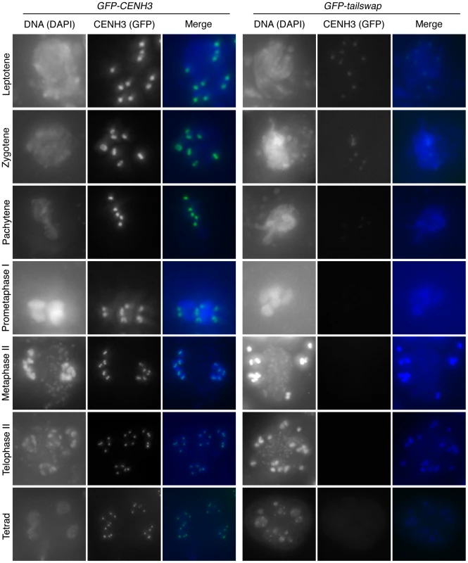 Depletion of GFP-tailswap protein from kinetochores continues progressively during meiosis.