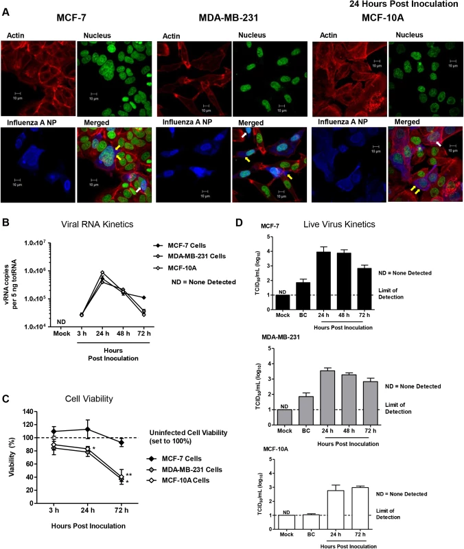 Human “normal” and adenocarcinoma mammary epithelial cells are susceptible and permissive to 2009 H1N1 infection <i>in vitro</i>.