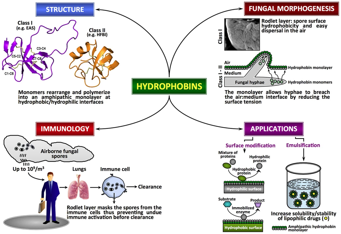 Fungal hydrophobins.