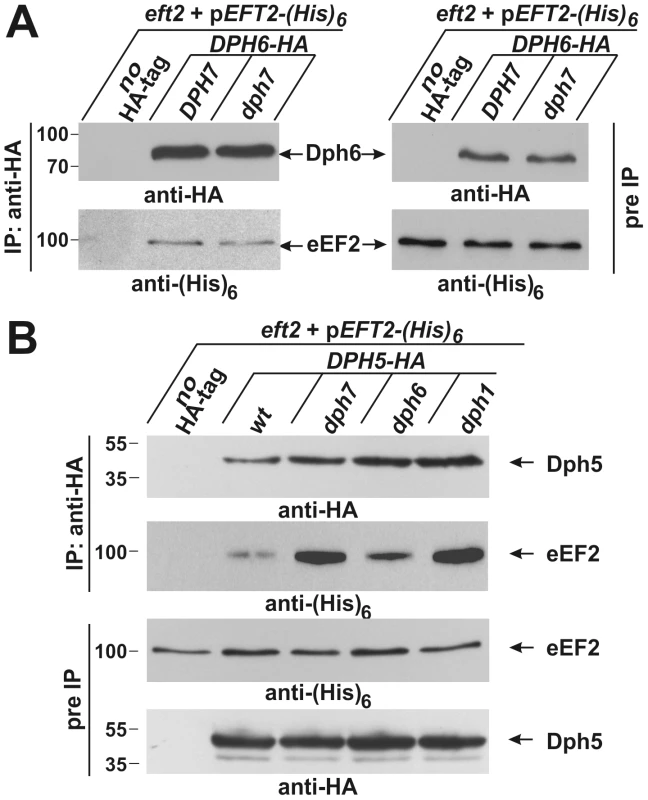 Co-immune precipitations reveal eEF2 interactions with Dph6 and Dph5.