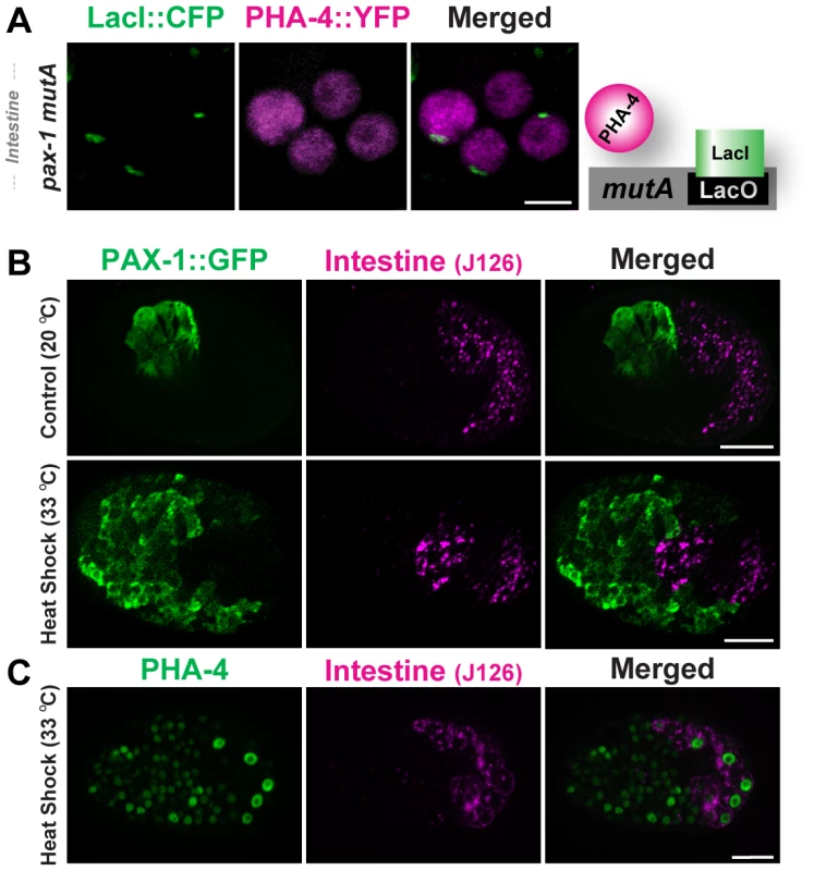 PHA-4 binding and activity is limited in the intestine.