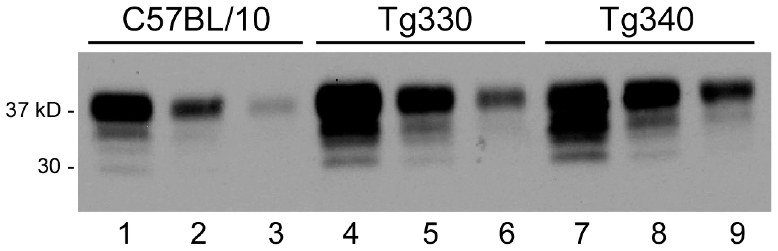 Immunoblot detection of PrPsen from C57BL/10 and transgenic mice.