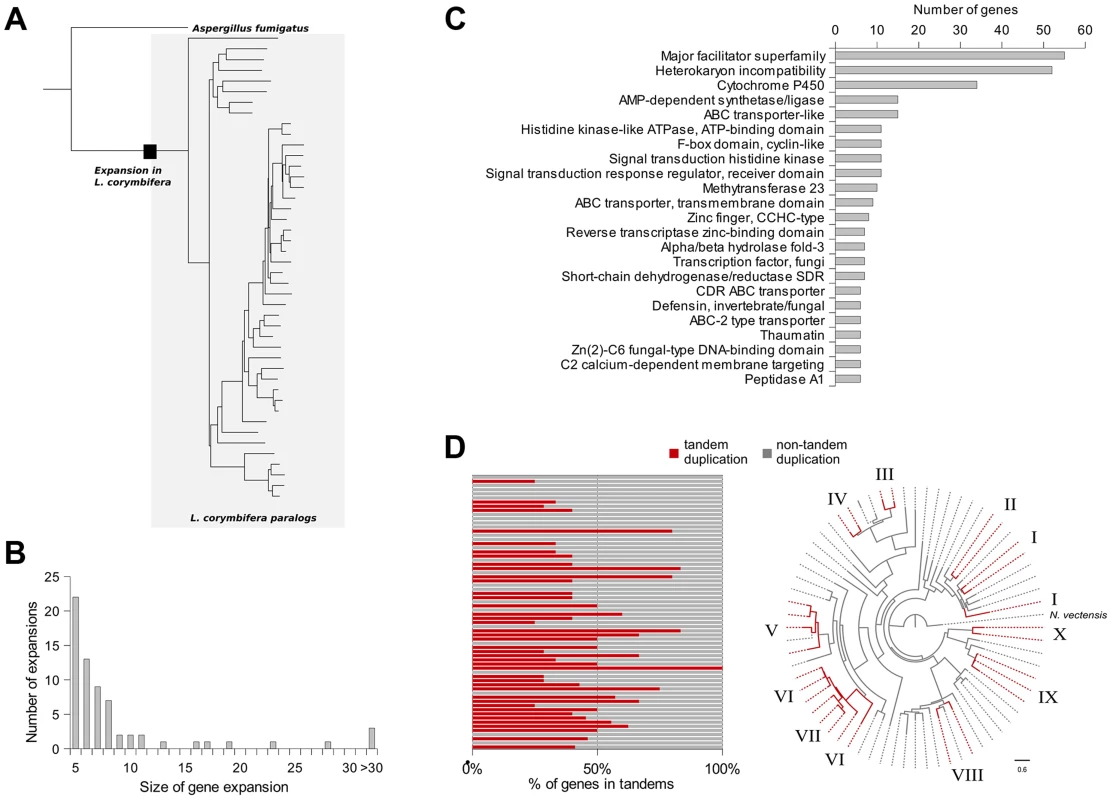 Gene expansions and tandem duplications found in <i>L. corymbifera</i>.