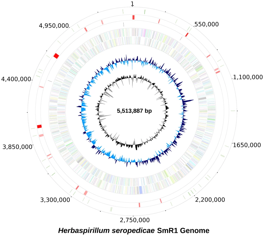 The genome of <i>Herbaspirillum seropedicae</i> SmR1.