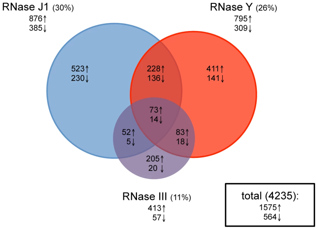Effects of RNase J1, Y, and III depletion on abundance of <i>B. subtilis</i> mRNAs.