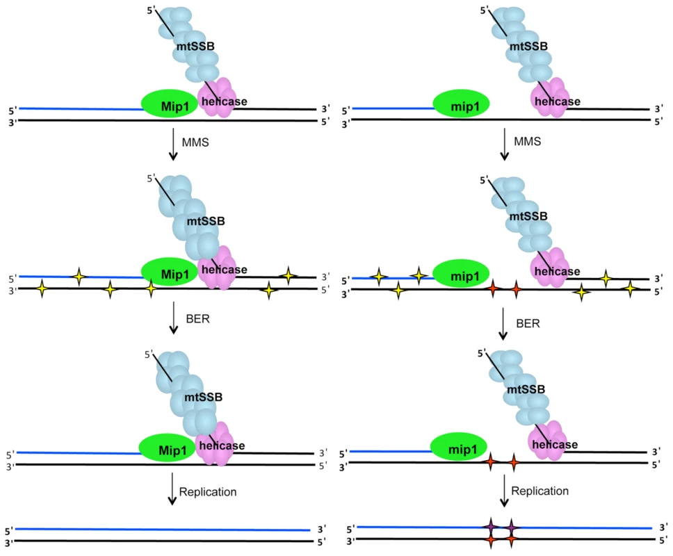 MMS-induced mutagenesis in Mip1 variants may be associated with unrepaired ssDNA damage.