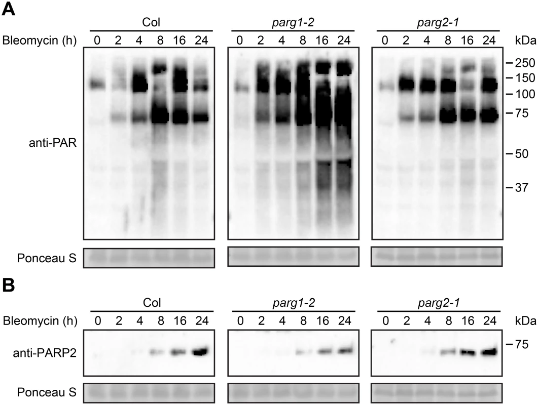 PARG1 is more active than PARG2 in removal of poly(ADP-ribosyl)ation after bleomycin treatment.