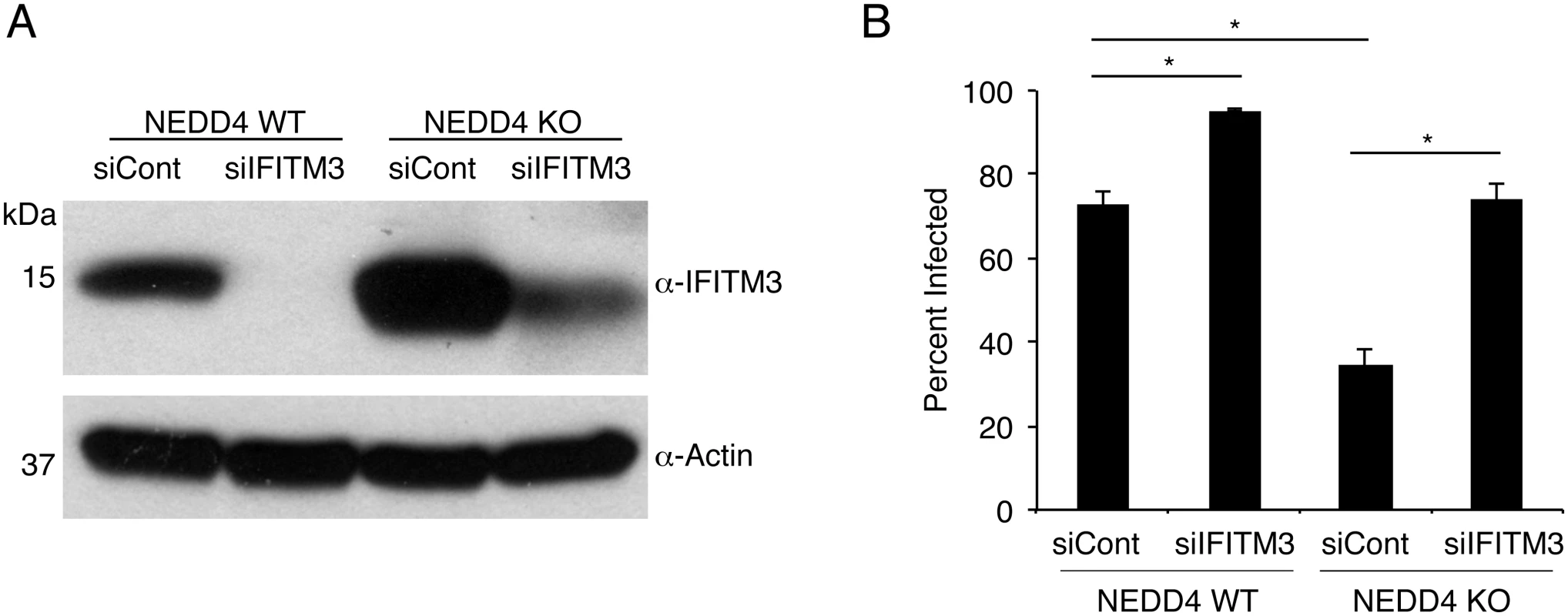 NEDD4 regulates cellular susceptibility to influenza virus infection by controlling IFITM3 levels.