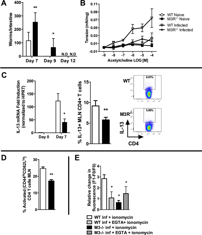 M3R deficient mice exhibit delayed clearance of a primary <i>N. brasiliensis</i> infection and impaired T cell-associated protective responses.