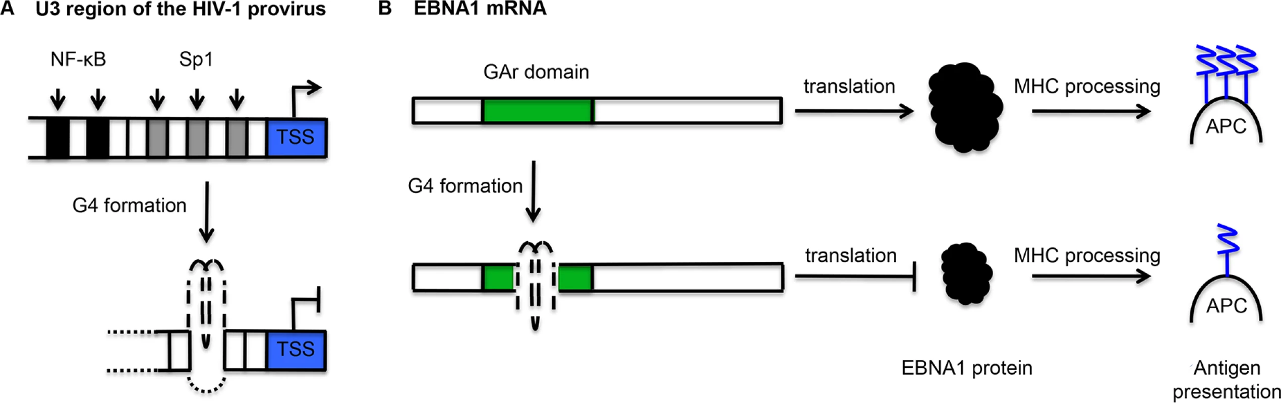 Schematic representation of the mechanisms by which G-quadruplexes (G4) may contribute to the maintenance of viral latency.