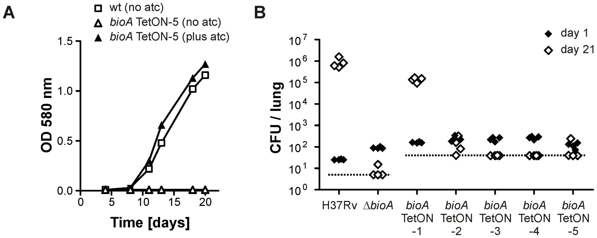 Growth of <i>Mtb bioA</i> TetON-5 in biotin free liquid media and of all mutants in mice without doxy.