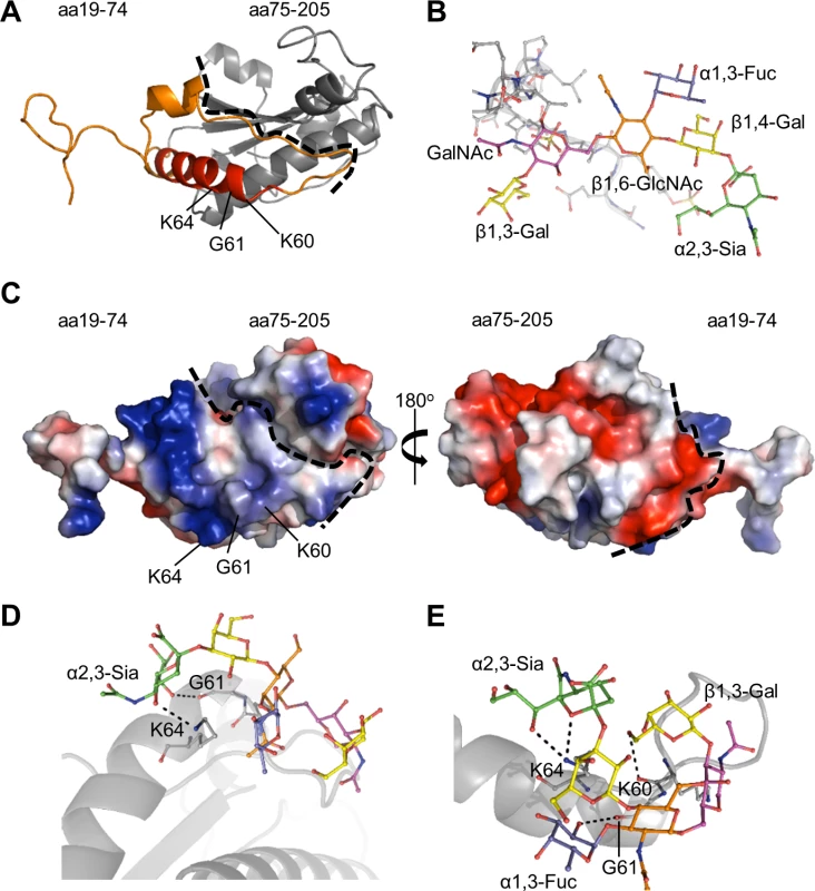 Molecular docking models of <i>A</i>. <i>phagocytophilum</i> OmpA-sLe<sup>x</sup> interactions.