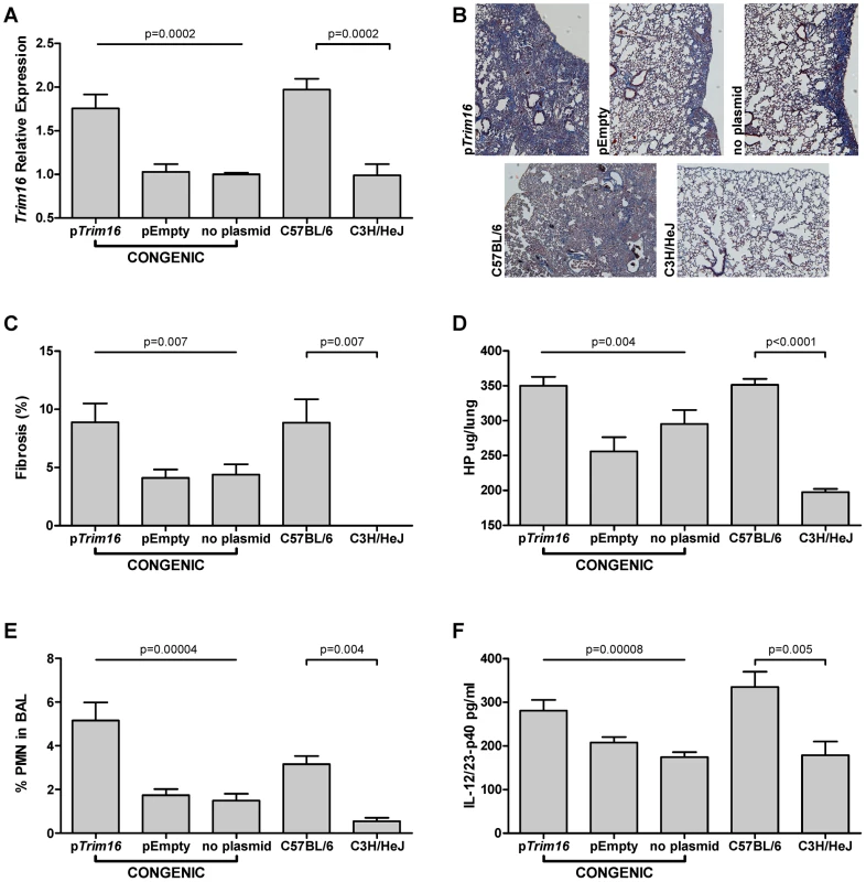 <i>Trim16</i> over-expression increases pulmonary fibrosis in <i>Blmpf2</i> subcongenic mice.