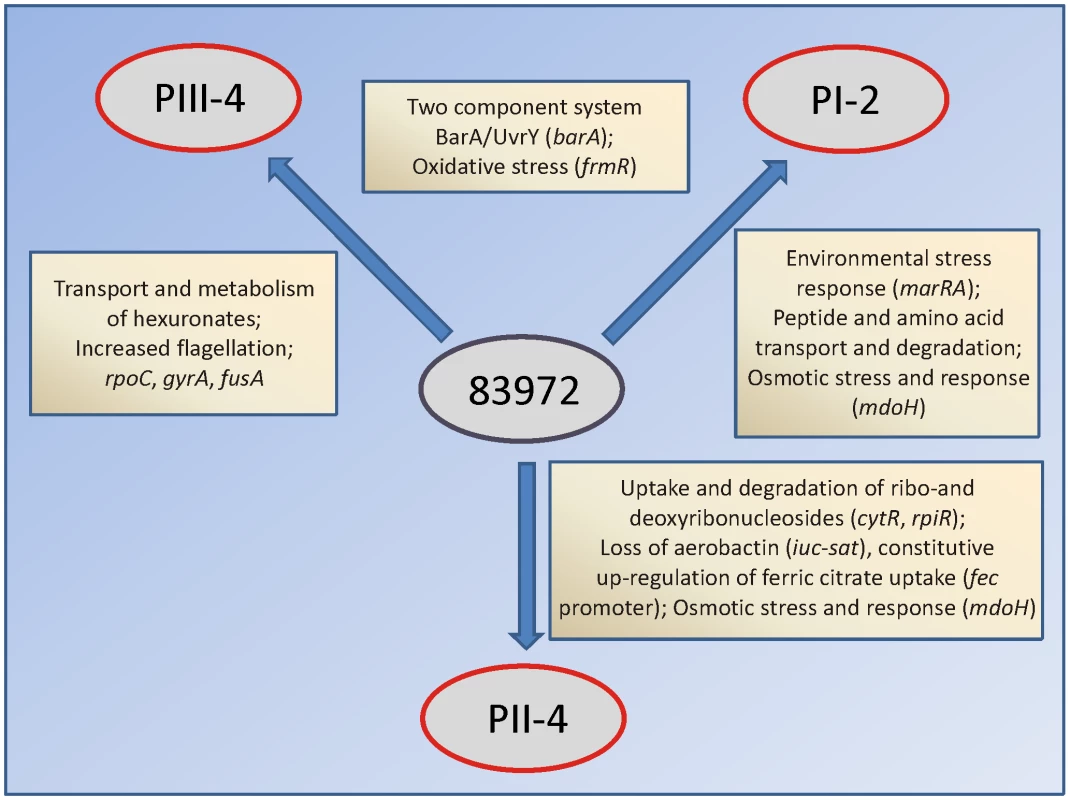Different adaptational strategies of <i>E. coli</i> 83972 upon prolonged growth in the urinary bladder of human hosts.