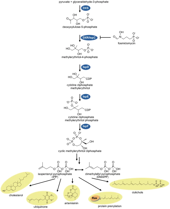 The non-mevalonate MEP pathway of isoprenoid biosynthesis.