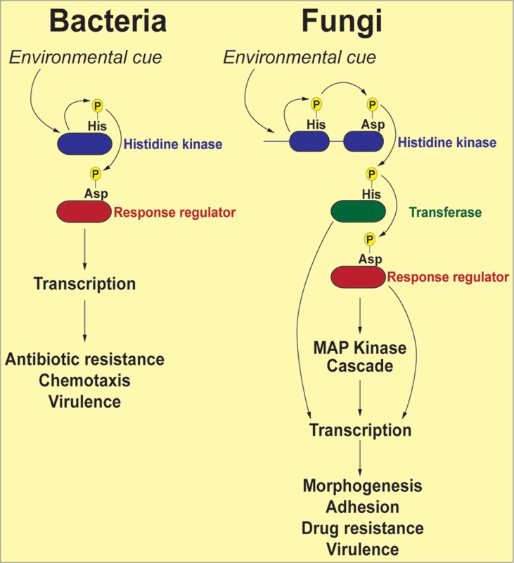 Schematic representation of two-component signal transduction pathways in bacteria and common human fungal pathogens.