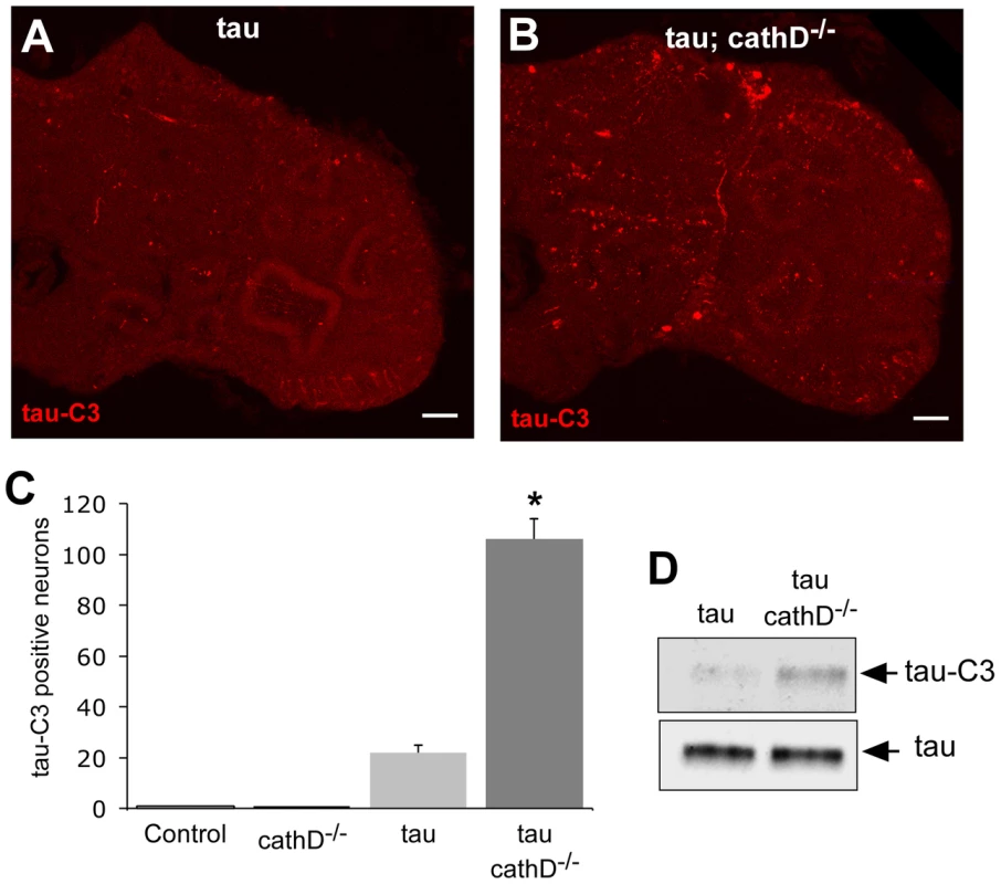 C-terminally truncated tau is elevated when cathepsin D is absent.