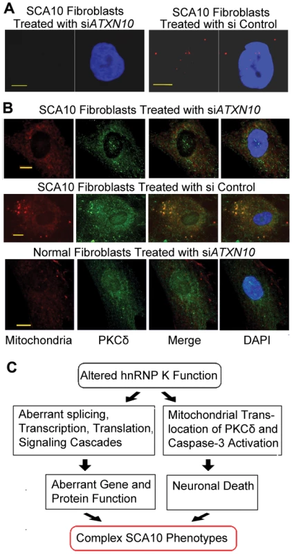 Down-regulation of <i>ATXN-10</i> in SCA10 fibroblasts decreases PKCδ localization in mitochondria.