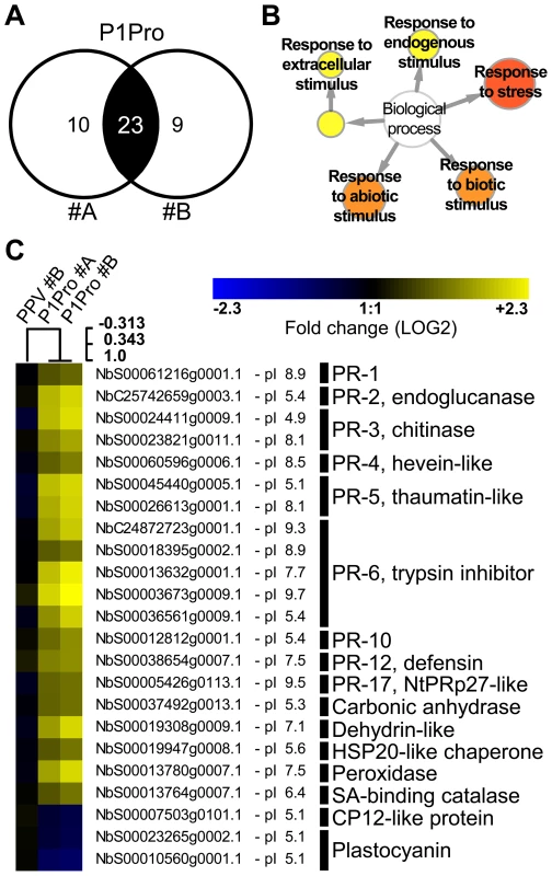 Quantitative proteomic analysis of PPV P1Pro-infected NahG plants.
