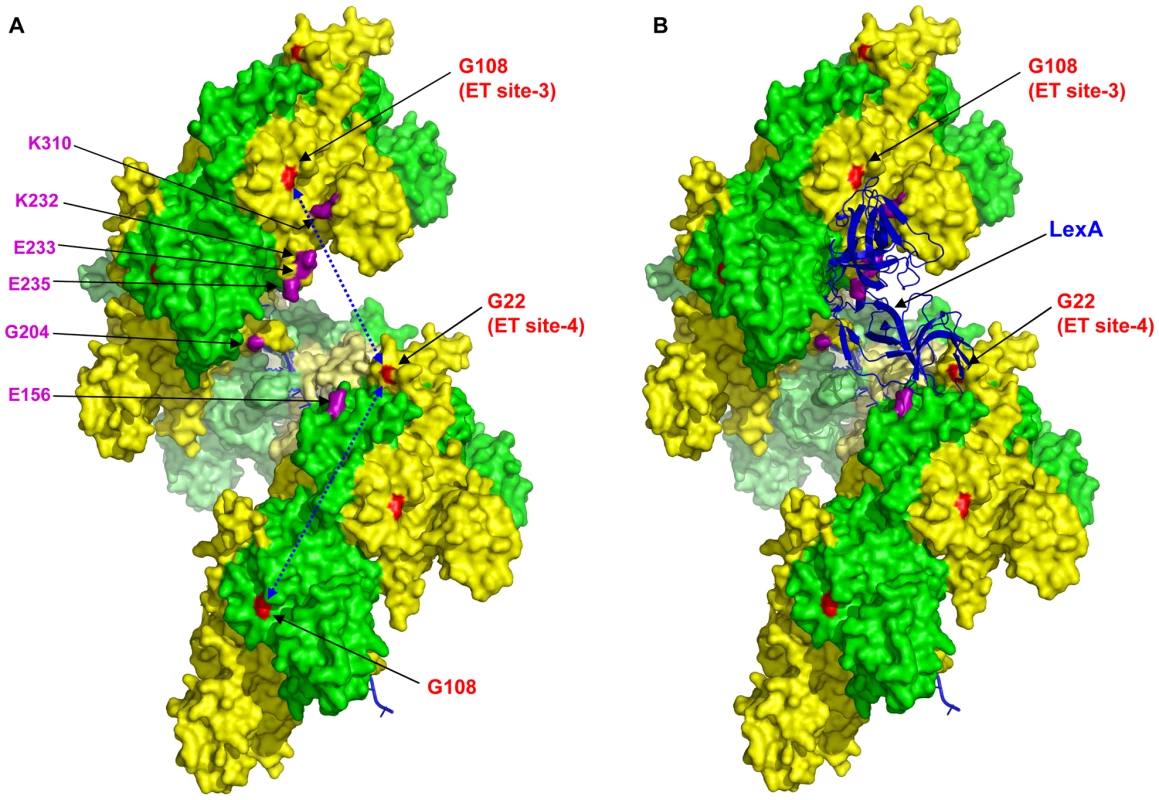 Structure of RecA active filament showing positions of G108 and G22 and residues implicated in LexA cleavage.