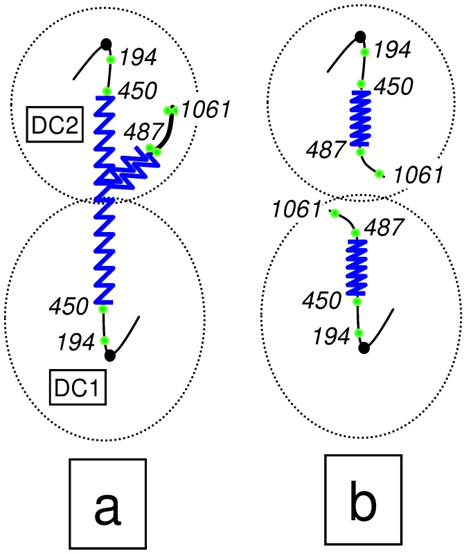 Scheme of the chromosome XII anaphase bridge (cXIIr) in a <i>cdc14-1</i> telophase block.