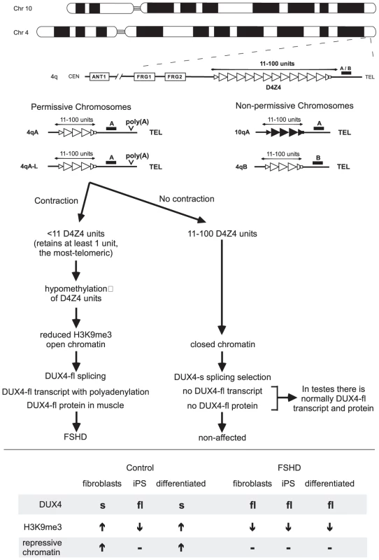 Simplified schematic outlining the genetic requirements for FSHD and the current model for pathogenesis.