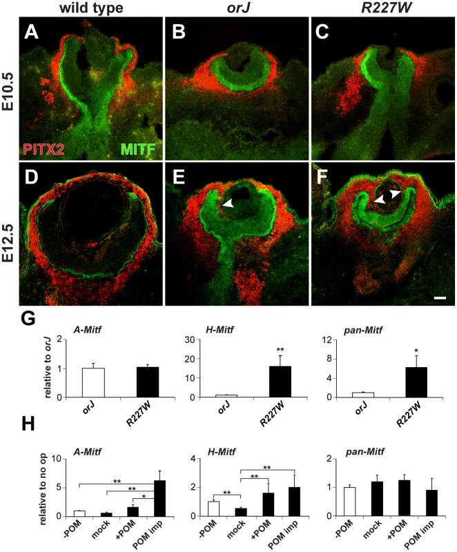 Influence of POM on Mitf expression in the <i>R227W</i> retina.