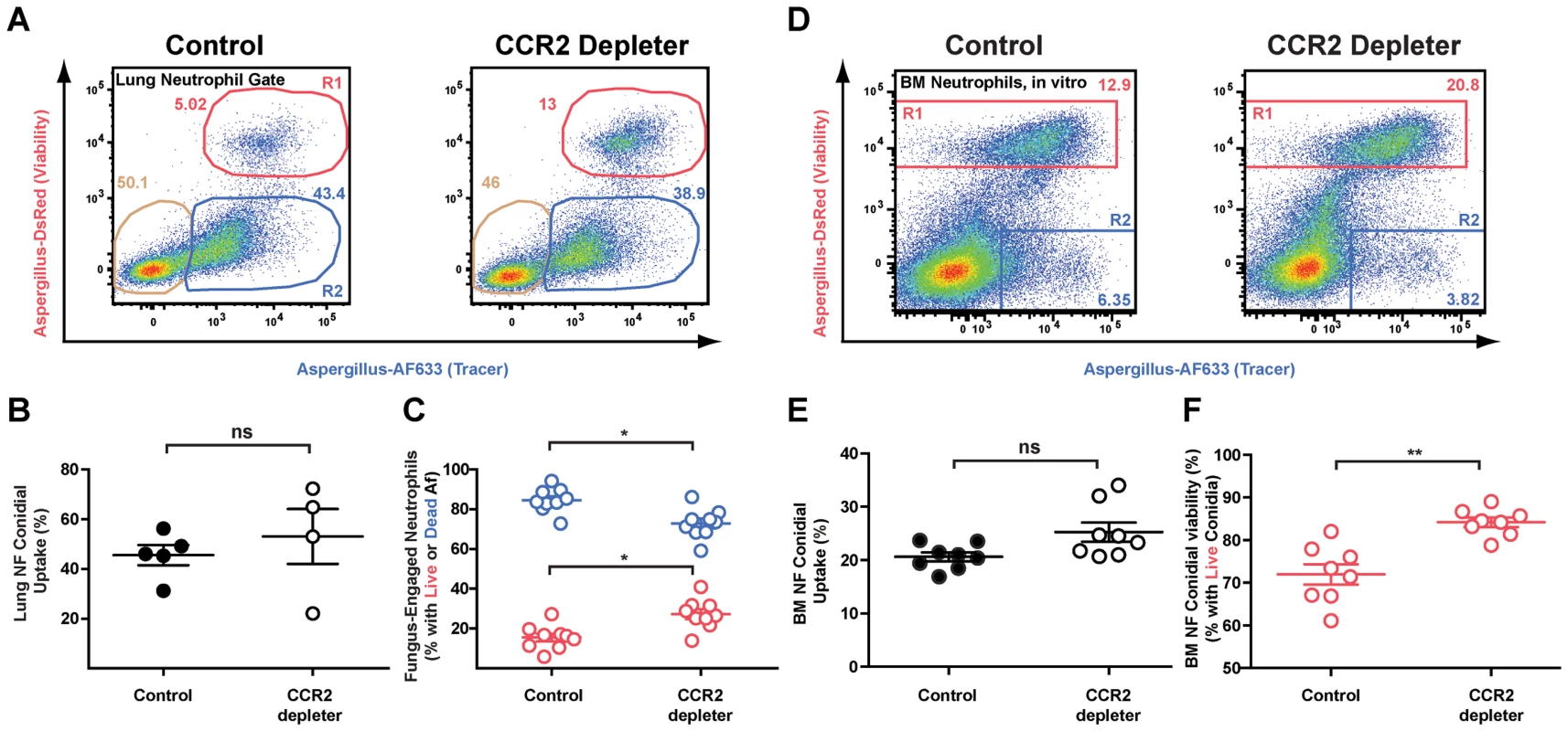 Diminished neutrophil conidiacidal activity in CCR2 depleter mice.
