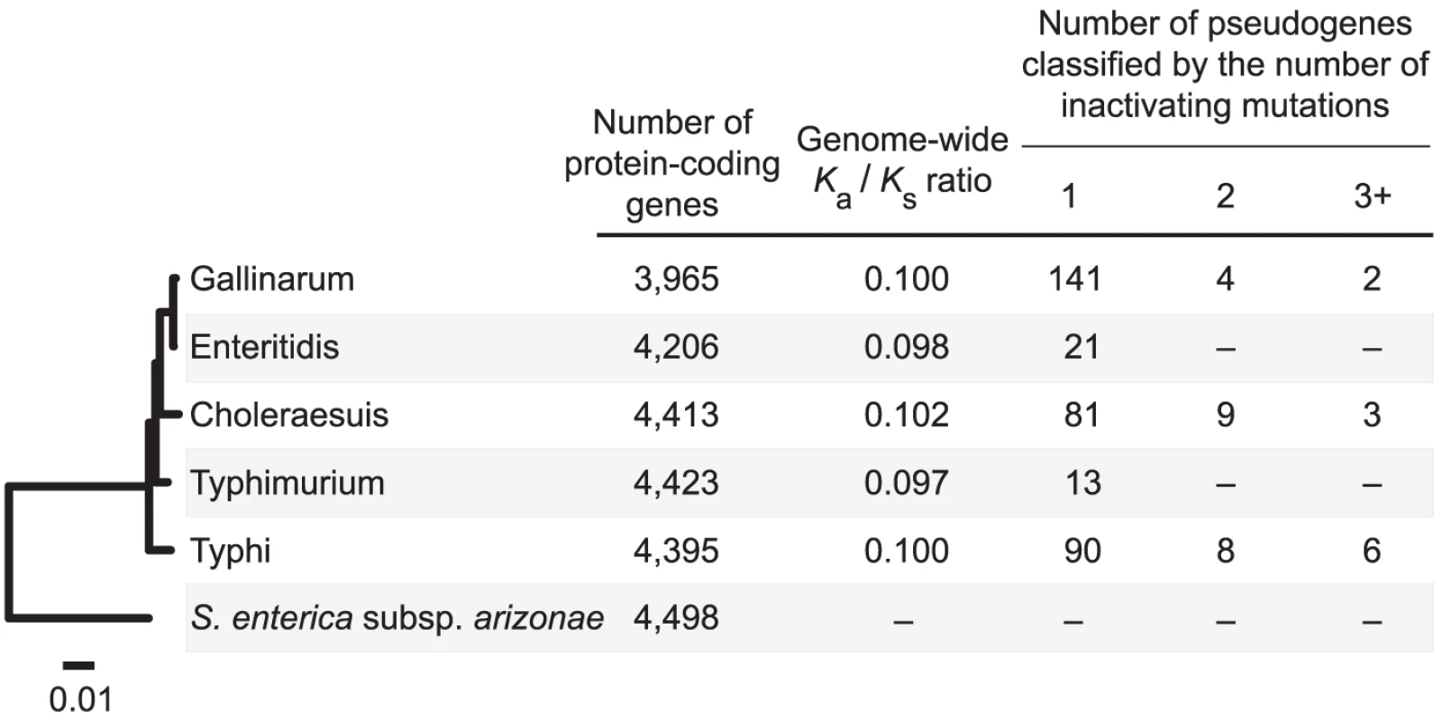 Distribution of pseudogenes among <i>Salmonella</i> genomes.