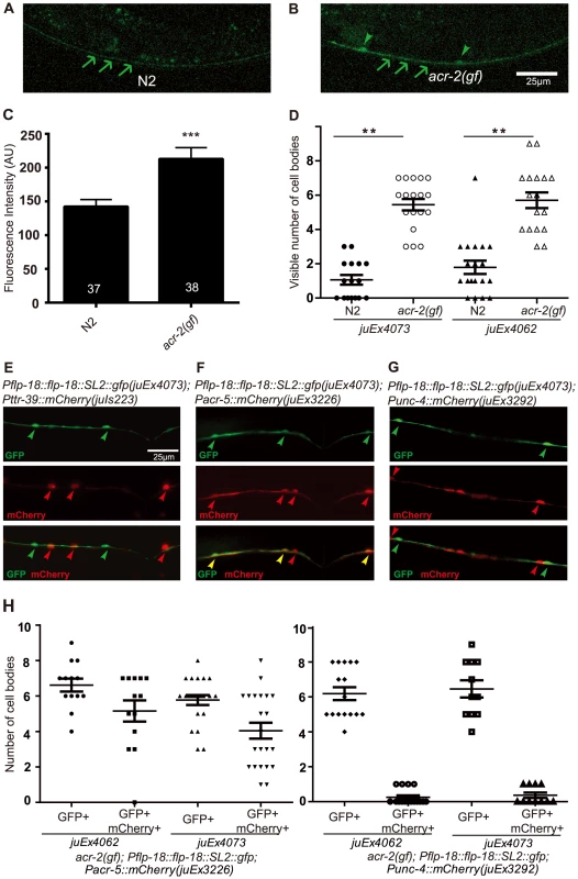 FLP-18 expression is selectively increased in the cholinergic motor neurons in the <i>acr-2(gf)</i> background.
