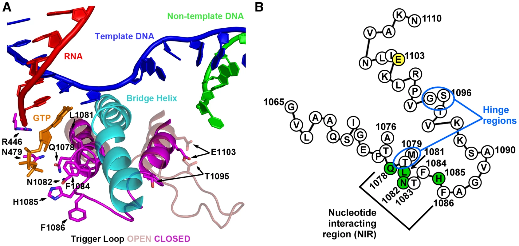 <i>S. cerevisiae</i> Rpb1 trigger loop conformations and sequence.
