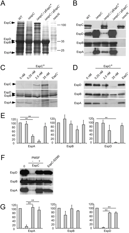 The T3SS translocator components EspA and EspD are proteolyzed by EspC.