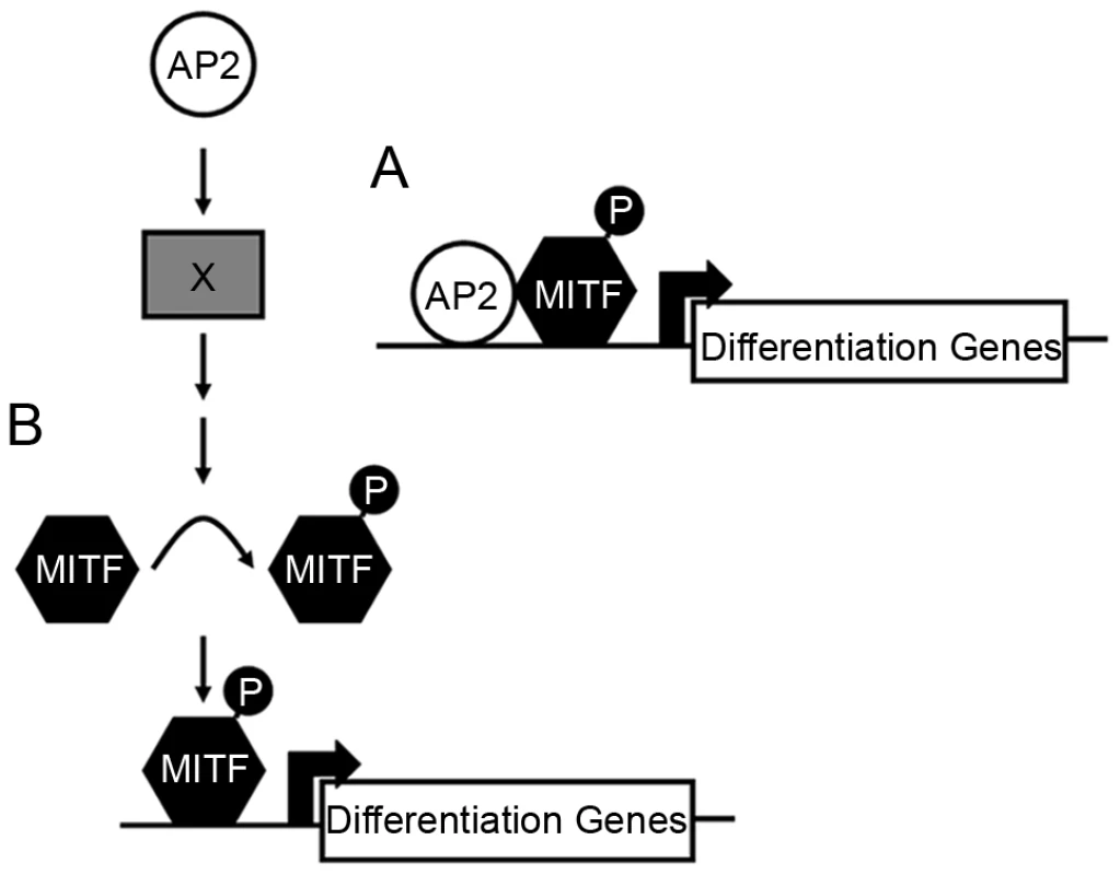 Potential models for how Tfap2 activity may function within the melanophore lineage.