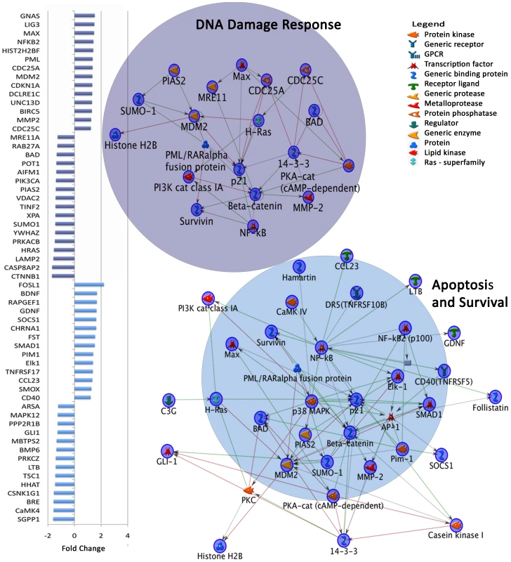 Dysregulated gene expression in top two MetaCore Map Folders in autism independent of age.
