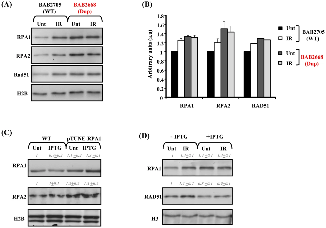 Modest RPA1 over-expression is associated with attenuated IR–induced RAD51 chromatin retention.