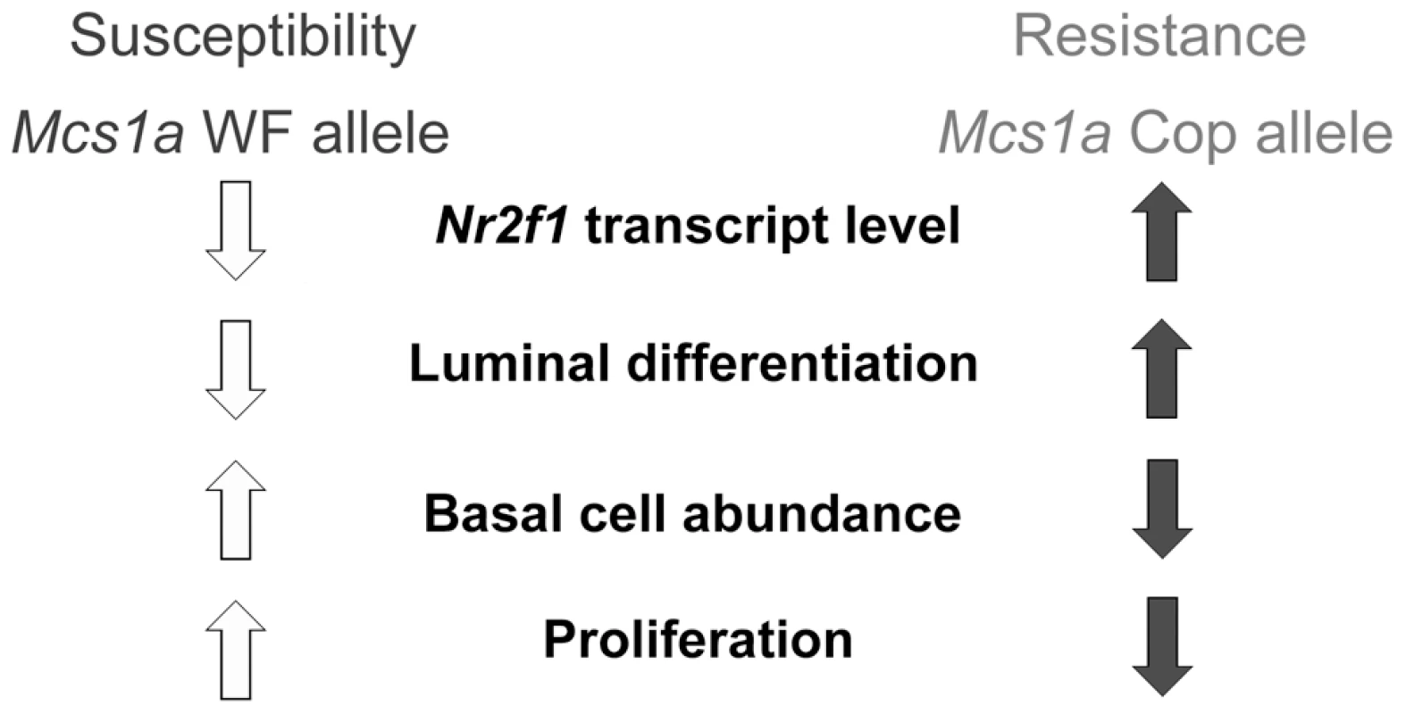 Proposed model for the <i>Mcs1a</i> breast cancer risk-affecting mechanism.