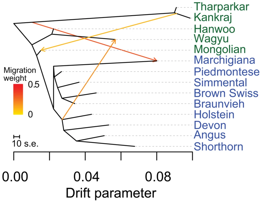Phylogenetic network of the inferred relationships between 14 cattle breeds.