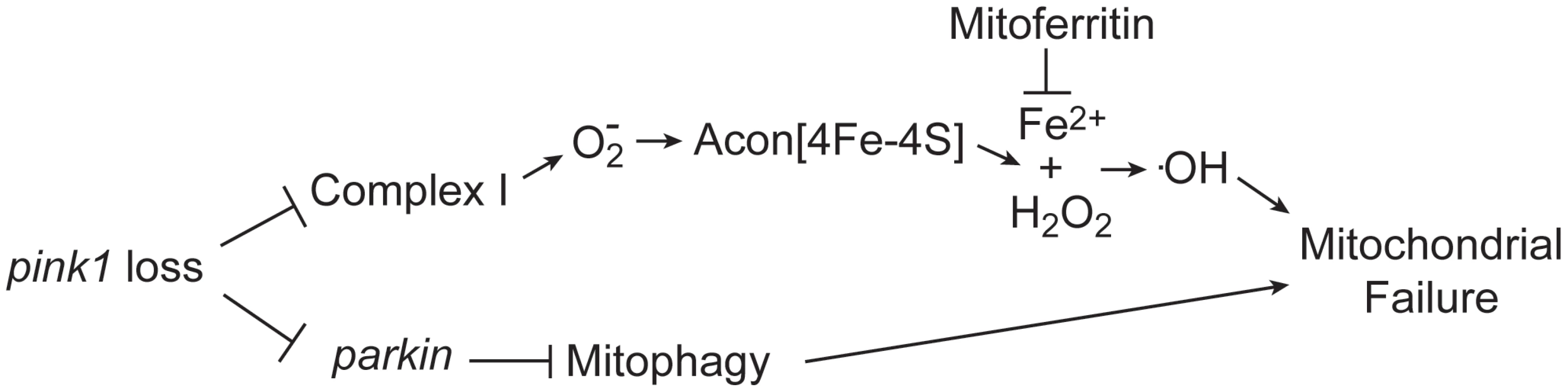 Model of oxidative Acon inactivation in <i>pink1</i> mutants.