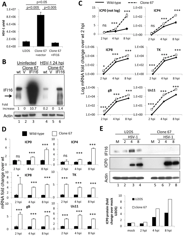 Effect of Cas9-mediated U2OS cell IFI16 gene edition on HSV-1 gene expression and replication, and comparison with wt U2OS cells.