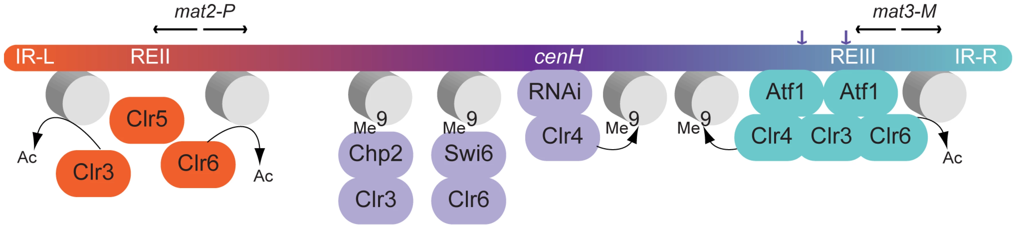 Model for gene silencing in the mating-type region.