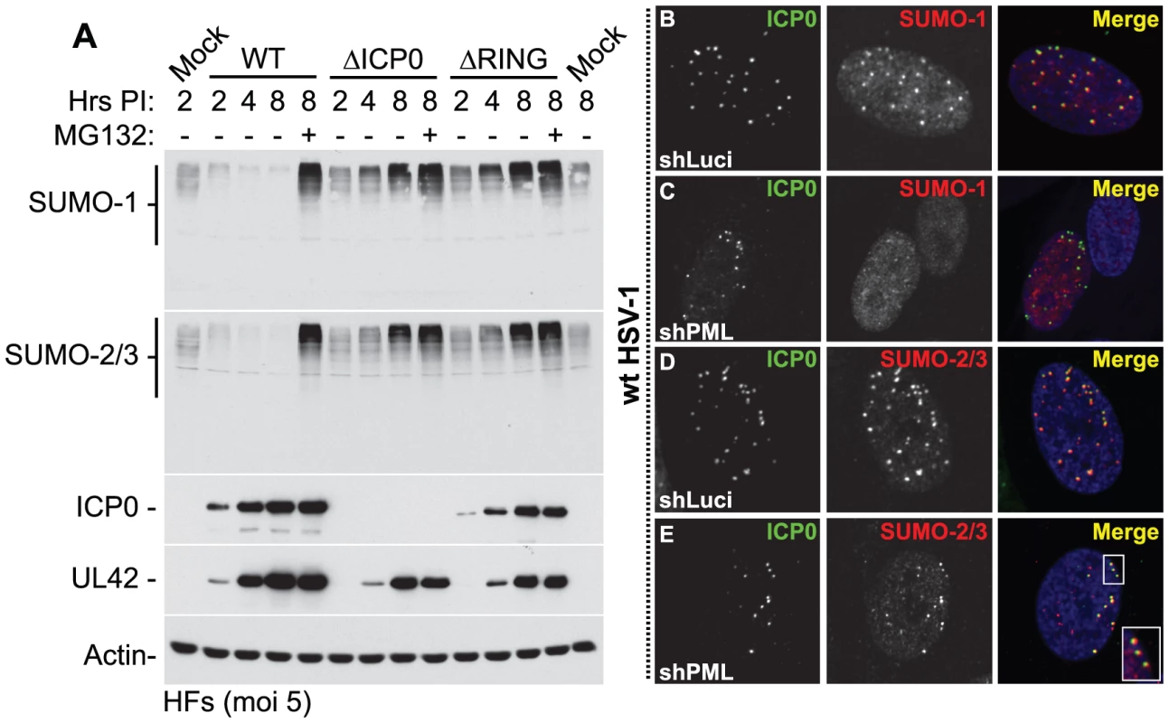 ICP0 localizes to and induces the degradation of SUMO-1 and SUMO-2/3 conjugates during infection in a RING finger- and proteasome-dependent manner.