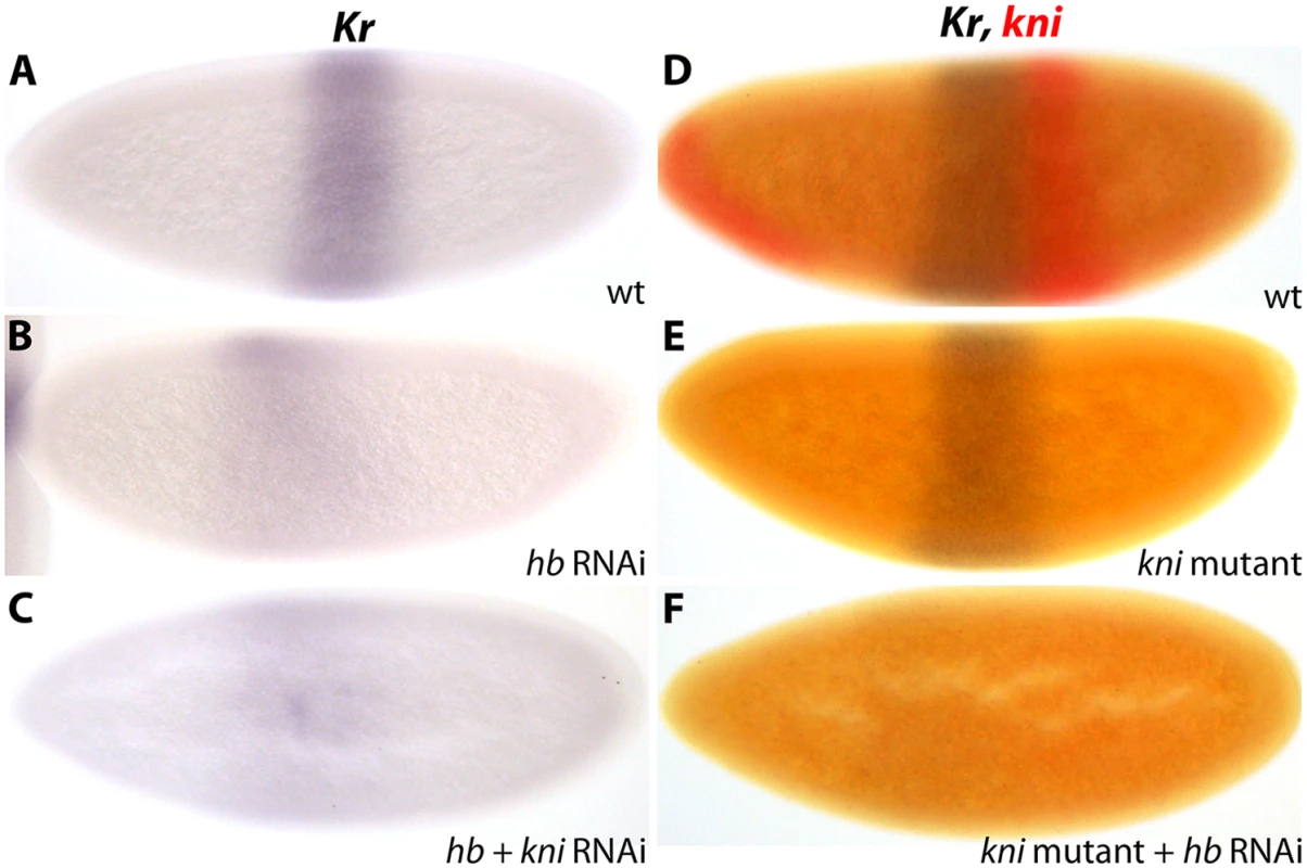 <i>Kr</i> is activated by maternal Hb in <i>D</i>. <i>melanogaster</i>.