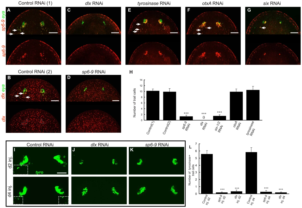 <i>dlx</i> and <i>sp6-9</i> are required for regenerative optic cup cells.