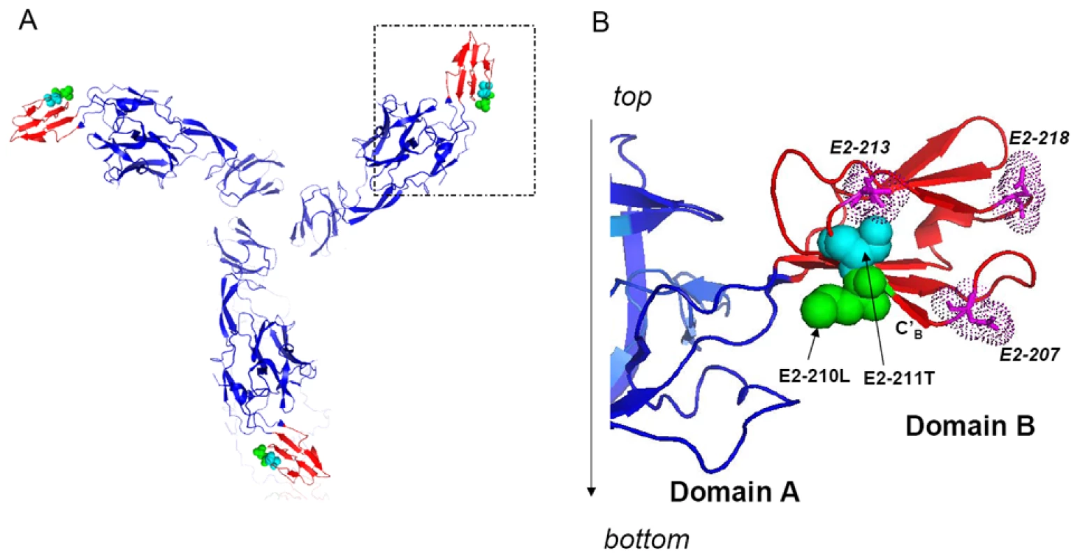 Atomic structure of the CHIKV E2 glycoprotein demonstrating positions in domain B involved in regulation of the alphavirus host range.